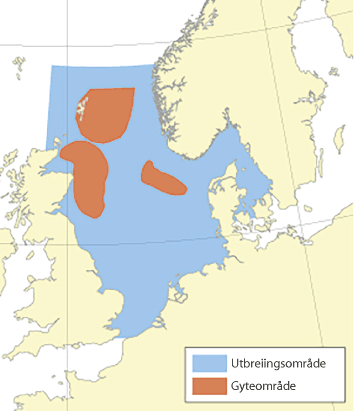 Figur 4.47 Utbreiingsområde og gyteområde for hyse i Nordsjøen, Skagerrak og vest av Skottland
