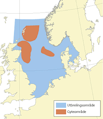 Figur 4.47 Utbreiingsområde og gyteområde for hyse i Nordsjøen, Skagerrak og vest av Skottland
