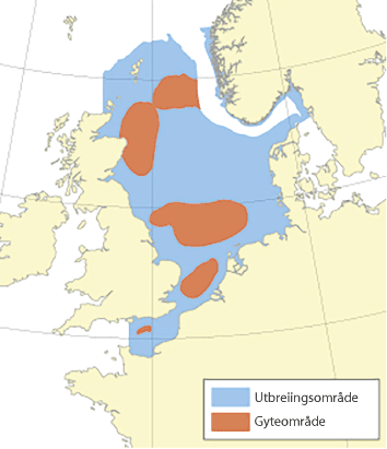 Figur 4.50 Utbreiingsområde og gyteområde for kviting i Nordsjøen, Skagerrak og den austlege engelske kanalen.
