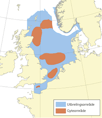 Figur 4.50 Utbreiingsområde og gyteområde for kviting i Nordsjøen, Skagerrak og den austlege engelske kanalen.
