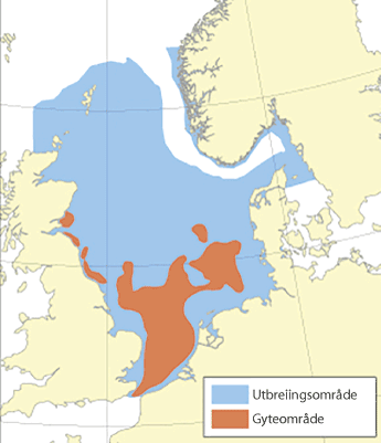 Figur 4.53 Utbreiingsområde og gyteområde for raudspette i Nordsjøen og Skagerrak
