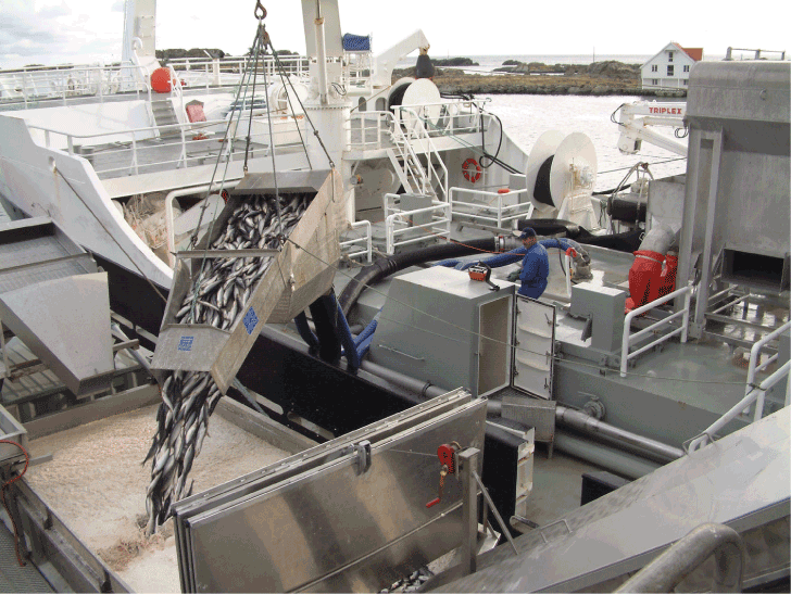 Figur 5.1 Lossing av sild 
