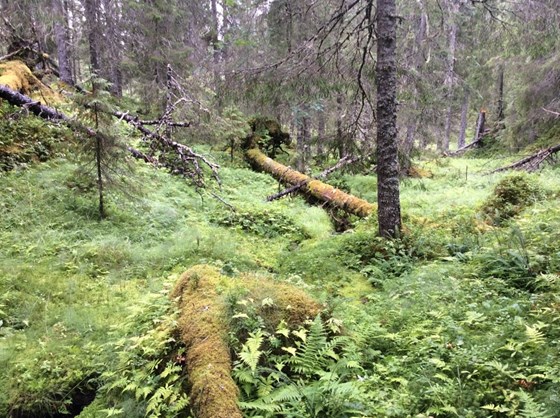 Bilde av gammel fuktig granskog ved Mjøsund naturreservat