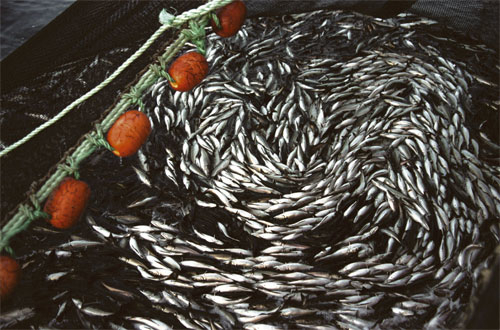 Figur 10.5 God fangst.