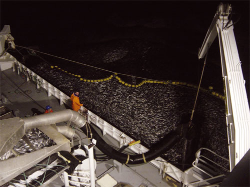 Figur 3.2 Utviklingen har gått i retning av færre fiskere, større båter og økende industrialisering av fisket.