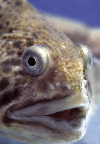 Figur 4.4 Satsing på nye arter i oppdrett, som denne flekksteinbiten, vil gi muligheter for økt verdiskaping i havbruksnæringen.