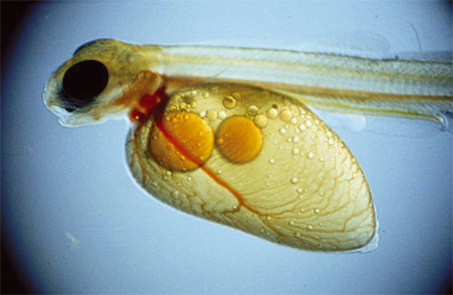 Figur 6.1 Et ledd i verdikjeden er forskning på fiskeyngel.