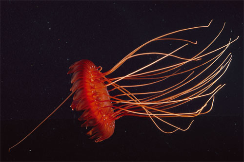 Figur 6.4 Gjennom hvaforskningsprosjektet Mar-Eco ble det oppdaget flere nye arter, som denne maneten.