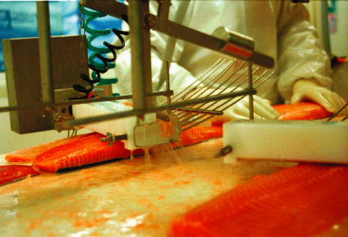 Figur 8.1 Moderne sjømatproduksjon.