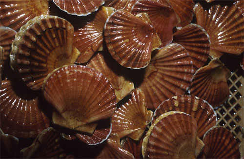 Figur 8.10 Det er i dag 593 oppdrettskonsesjoner for skjell og skalldyr i drift i Norge.