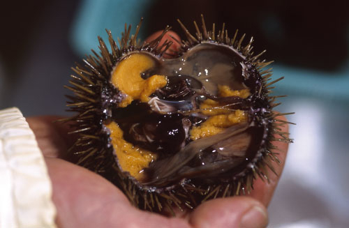 Figur 8.12 Sushi. Forbrukerne er opptatt av mattrygghet. Utvikling av kvalitetsstandarder for sjømat vil bidra til å ivareta dette.