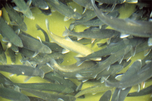 Figur 9.1 Norge er en av verdens største produsenter av laks og ørret. Havbruksnæringen står i dag for over 40 prosent av Norges samlede fiskeeksport. Her fra et smoltanlegg.