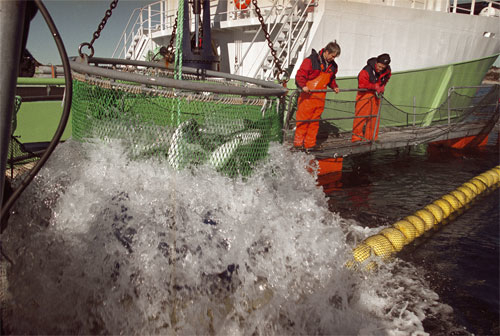 Figur 9.3 Dagens moderne havbruksnæring har stor nytte og glede av brønnbåten. Denne er blitt helt avgjørende for en effektiv verdikjede; for transport av settefisk til matfiskanleggene – og for å ta markedsklar fisk til slakteriet.