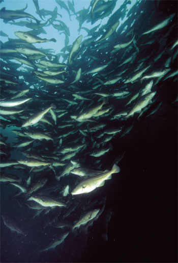 Figur 9.7 Oppdrett av torsk skal bidra til å realisere noen av mulighetene som finnes i havbruksnæringen.