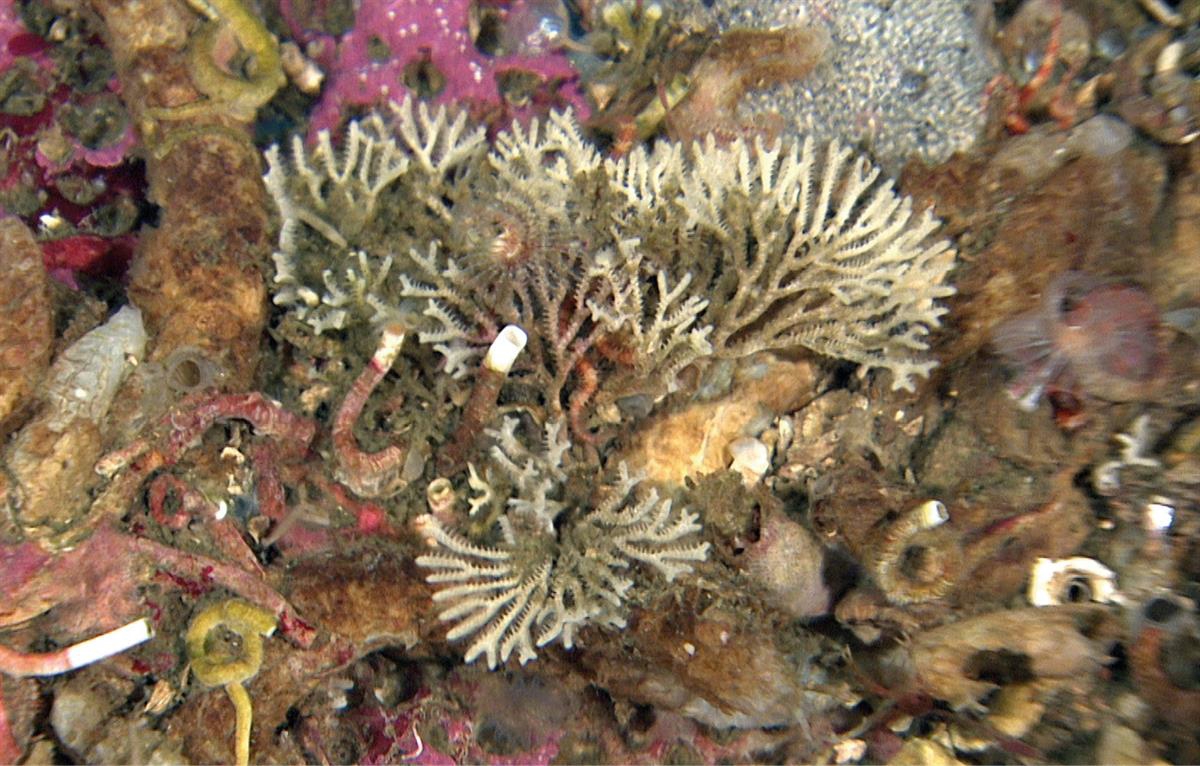 - Motiv: Marin natur
- Foto: Mareano / Havforskningsinstituttet