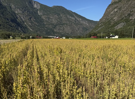 Slik ser quinoa ut når det nærmar seg hausting.
