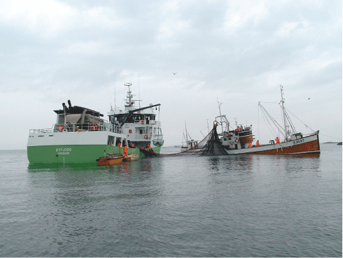 Figur 3.1 Kystfartøy fra Rogaland laster over til brønnbåt under seinotfiske