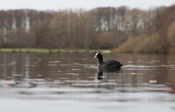 Sothøne som svømmer på Mosvatnet i Stavanger.