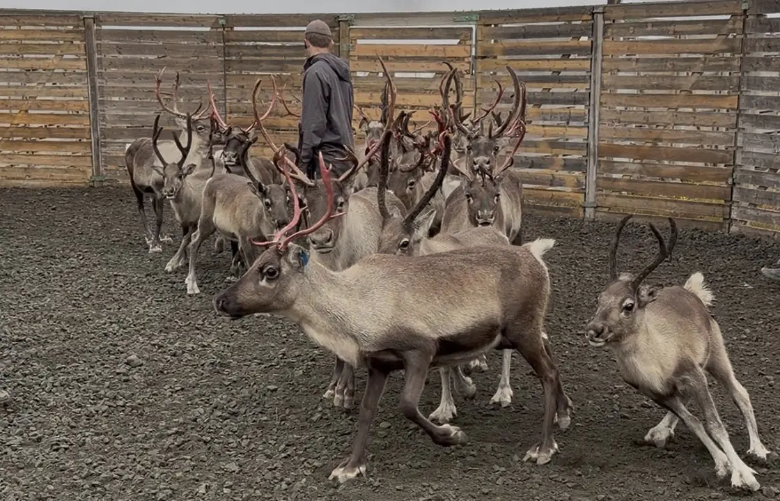Samling av rein i Lom