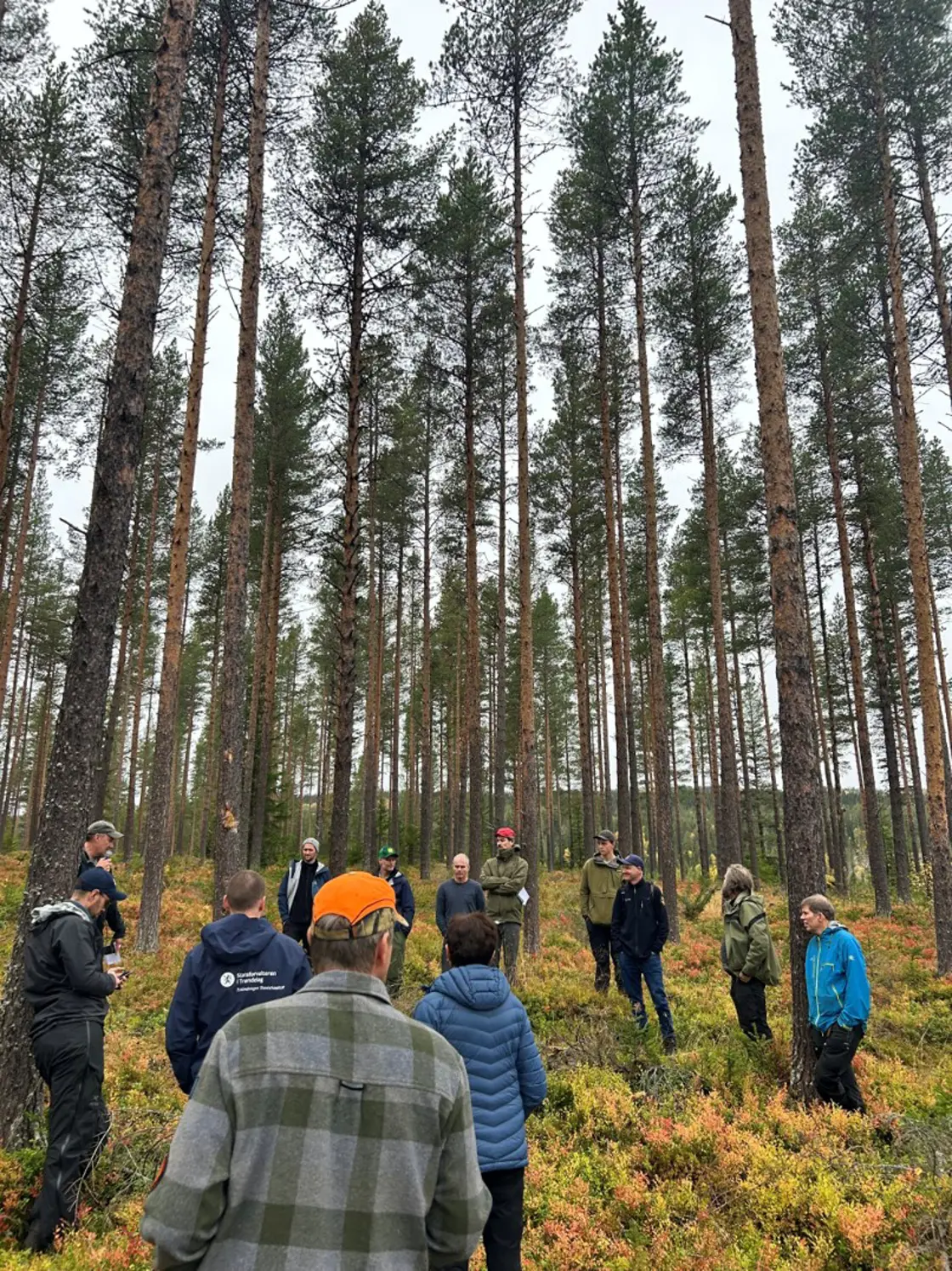 skog
