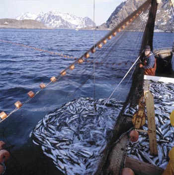 Figur 10.1 Sildefiske med not – håving av sild