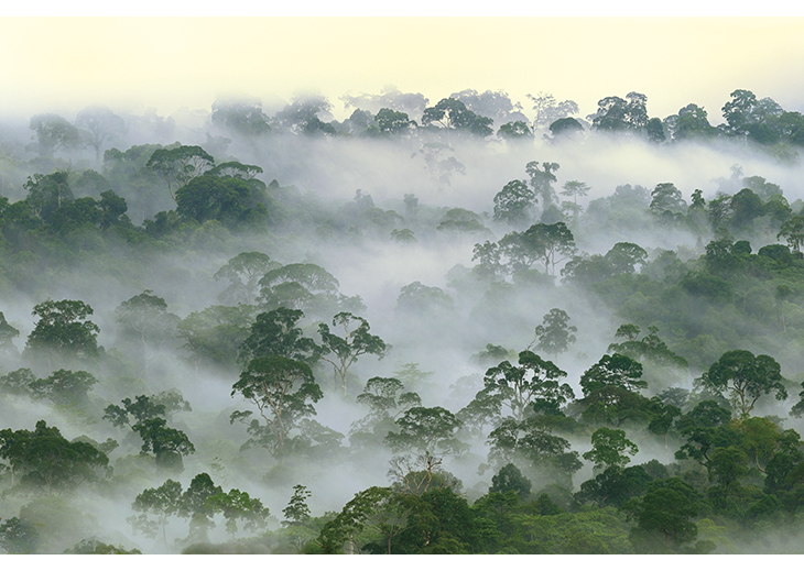 Figure 4.2 Tropical rainforests contain a large proportion of the world’s terrestrial biodiversity. Rainforests also play a vital part in regulating climate and moderating climate change. Norway is contributing to rainforest conservation through its Internation...