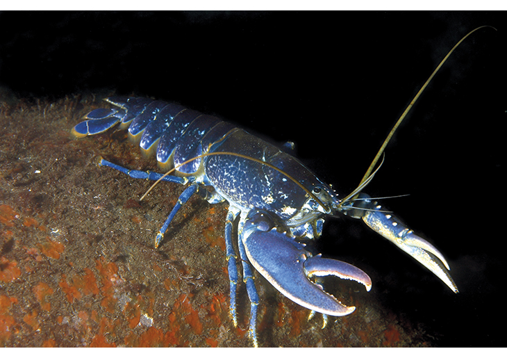 Figure 5.5 The Norwegian stock of European lobster is no longer considered to be threatened. One of the conservation measures the authorities have introduced is the closure of certain areas to lobster trapping.
