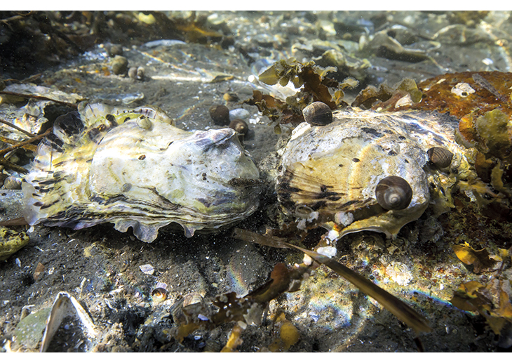 Figure 5.6 The Pacific oyster is an alien species in Norway, and there is a high risk that it will have negative impacts on Norwegian coastal ecosystems. The Government will give priority to efforts to contain and control the species.
