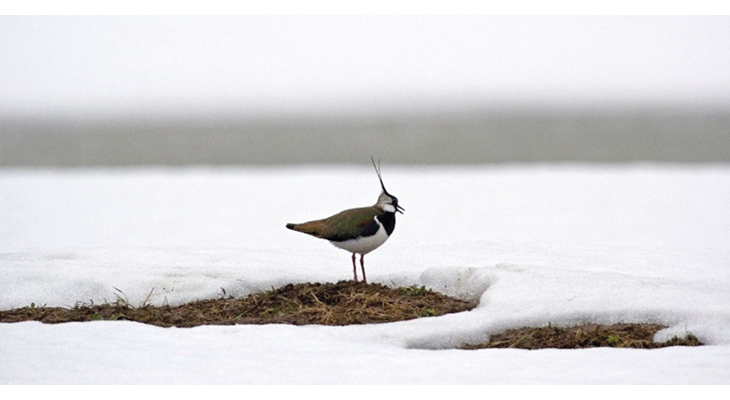 Figure 6.1 The lapwing is now red-listed as endangered in Norway, after a substantial population decline in recent years. The main reason for the decline is changes in agricultural practices.
