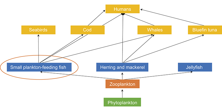 Figure 6.2 A marine food web
