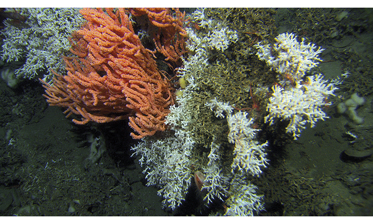 Figure 6.3 A new reef complex was discovered off Sandnessjøen (Nordland) in autumn 2015. Two of the species that form the reef, the stony coral Lophelia pertusa (white) and the gorgonian Primnoa resedaeformis (orange) can be seen here. Banning bottom trawling i...