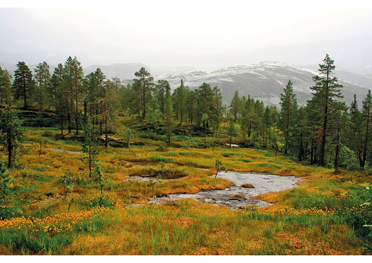 Figure 7.1 Bog asphodel in flower in Rago national park in Nordland. Norway has safeguarded a representative selection of its dramatic mountain scenery by implementing the national park plan.
