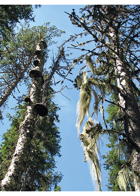 Figur 2.13 Skogen er levested for mer enn halvparten av alle kjente arter i Norge. Sopp, lav og insekter er de største gruppene. Mange lever på gamle eller døde trær, som her i Vassfaret.
