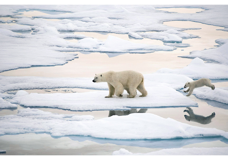 Figur 2.17 Polare økosystemer er allerede sterkt påvirket av klimaendringer. Dette har betydning for leveforholdene for flere arter.

