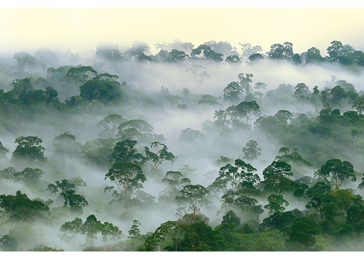 Figur 4.2 Den største delen av landjordas artsmangfold finner vi i tropisk regnskog. Regnskogen er også helt sentral for å forebygge klimaendringer. Gjennom klima- og skoginitiativet bidrar Norge til bevaring av regnskog.
