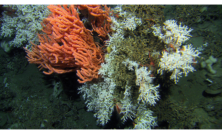 Figur 6.3 Perlekjederevet utenfor Sandnessjøen ble oppdaget høsten 2015. Hvit øyekorall og oransje risengrynkorall er to av artene på revet. Forbud mot bunntråling er et viktig tiltak for å ta vare på korallrev.
