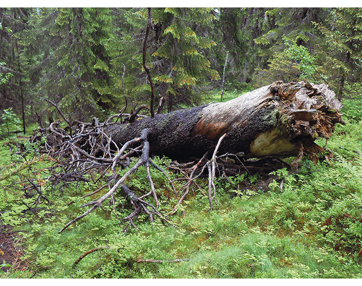 Figur 6.3 Skoglandskap uten inngrep gir stort biologisk mangfold og store opplevelsesverdier. Fra Skardberga naturreservat i Nordre land kommune. 