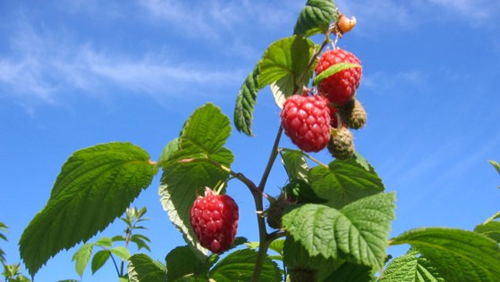 Sogn og Fjordane har rundt 2/3 av all bringbærproduksjon i Noreg.