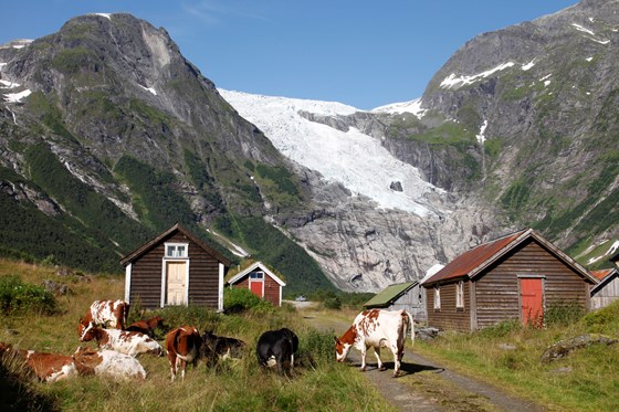 Mjølkeproduksjonen held seg stabil i Sogn og Fjordane.