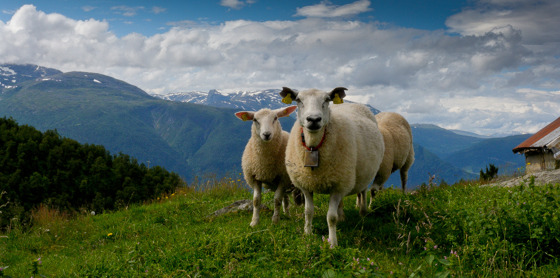 Sogn og Fjordane har mykje innmarksbeite. Det er kultivert areal, veleigna til beite, men jorda kan ikkje haustast maskinelt.