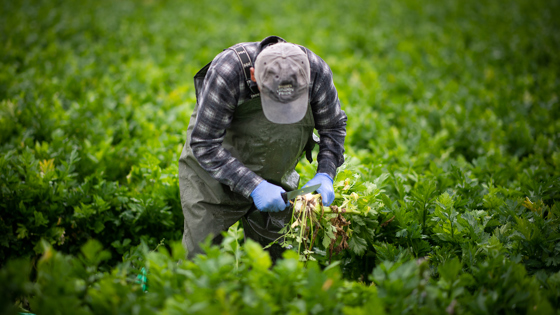 Korona-faste sesongarbeidere får bli i Norge