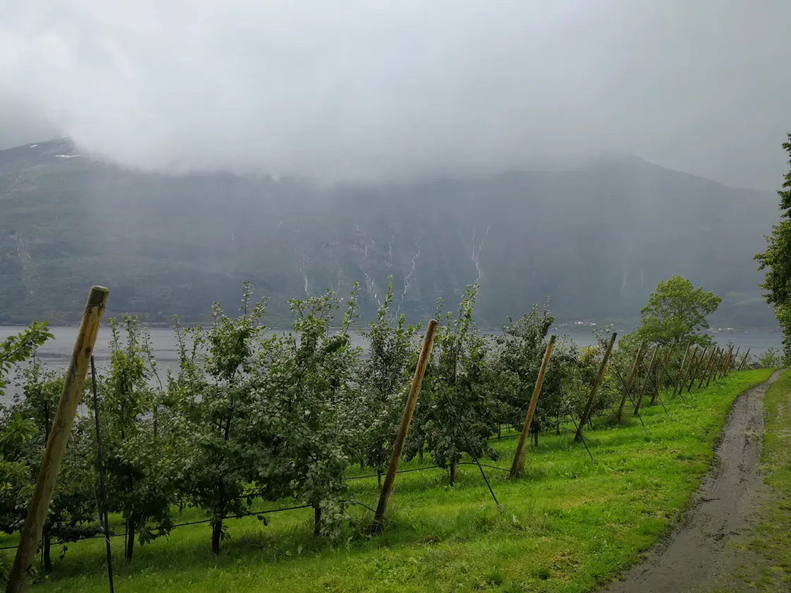 skodde over fjord