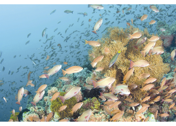 Figur 4.2 Korallrev gir liv