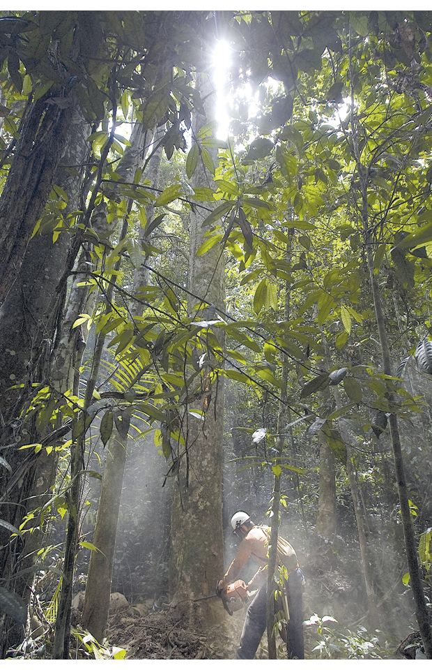 Figur 4.4 Regulert skogshogst i Tapajos nasjonalpark i Brasil
