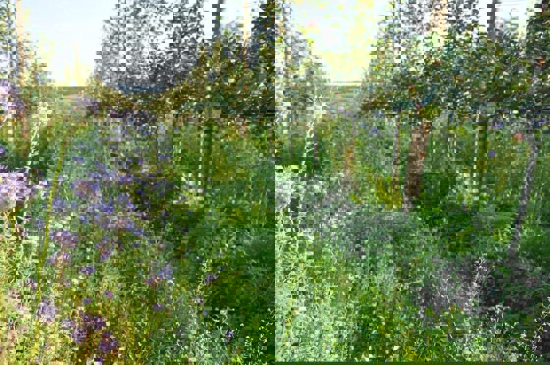 Blomsterstriper i frukthagen