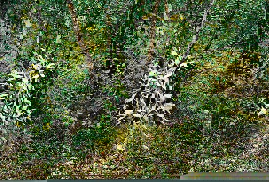 Figur 5.4 Hornansamling på en reindriftssamisk vinterboplass
 fra forrige århundre i Kautokeino. Fra gammelt av har horn
 og bein hatt en spesiell betydning og skulle ikke behandles skjødesløst.