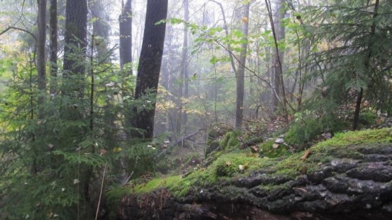 skog i Kile naturreservat 