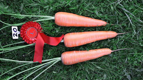 Tre gulrøtter ligger på en grønn plen, en sløyfe med tallet 1 ligger ovenfor