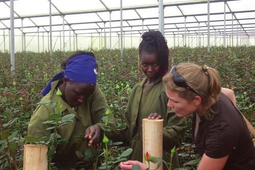 Figure 3.6 Producing flowers for sale in Europe has become an important
 source of income for many countries in Africa.