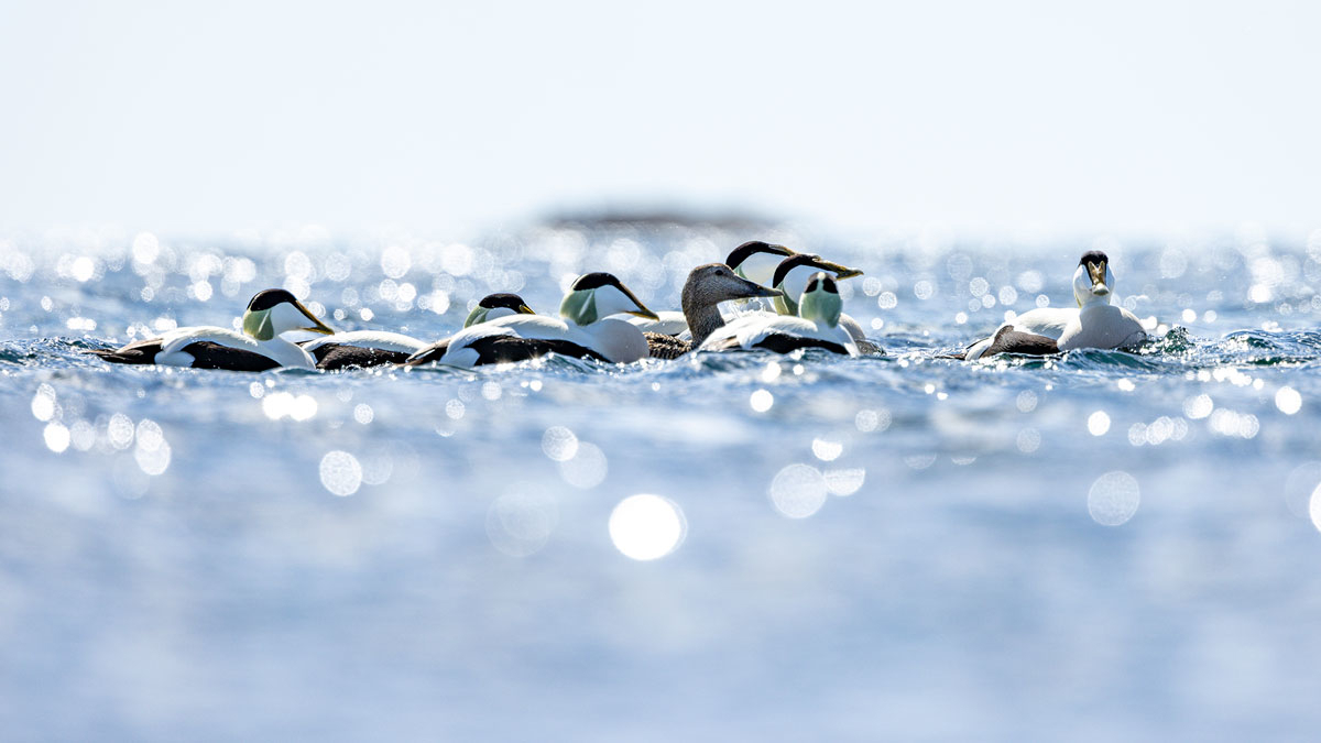 Figure 3.15 Common eider